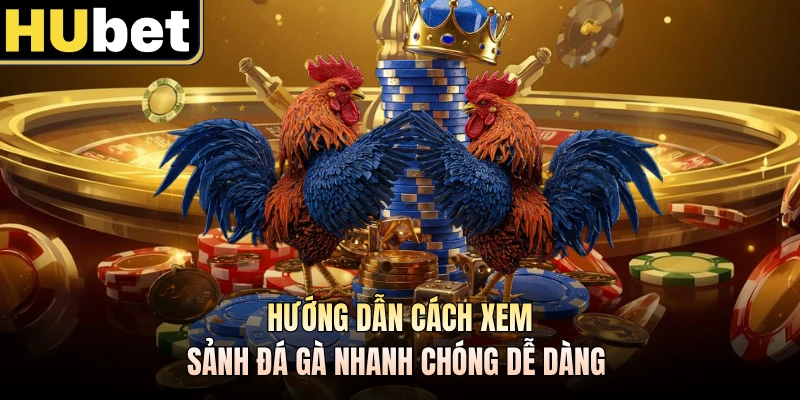Hướng dẫn cách xem sảnh đá gà nhanh chóng dễ dàng