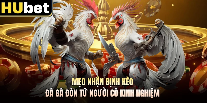 Mẹo nhận định kèo đá gà đòn từ người có kinh nghiệm